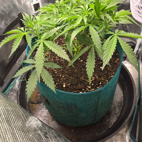 Super Lemon Haze Auto growlog timeline photo