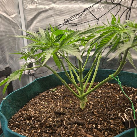 Super Lemon Haze Auto growlog timeline photo