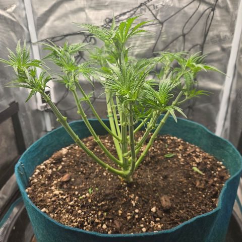 Super Lemon Haze Auto growlog photo: Severe?! Trim...