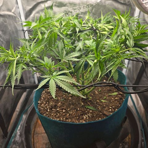 Super Lemon Haze Auto growlog timeline photo