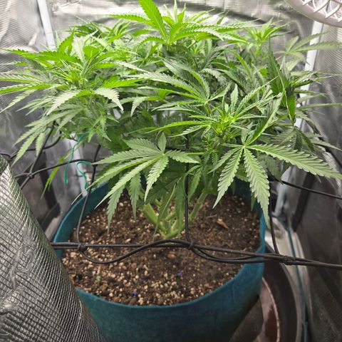 Super Lemon Haze Auto growlog timeline photo