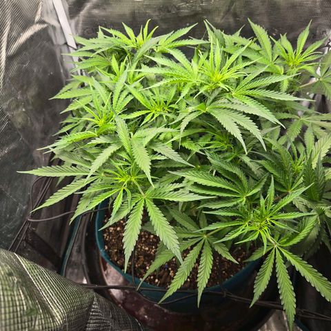 Super Lemon Haze Auto growlog timeline photo