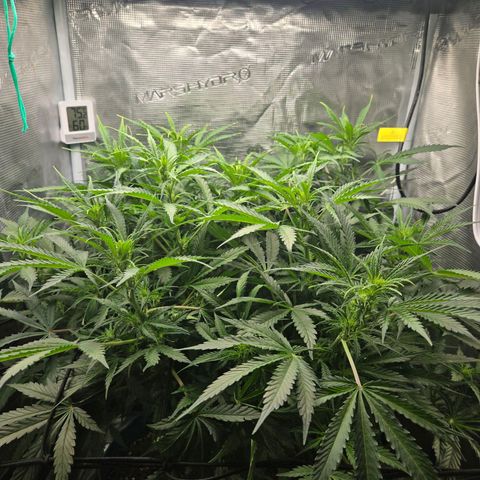 Super Lemon Haze Auto growlog timeline photo