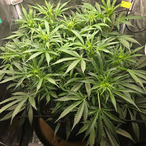 Super Lemon Haze Auto growlog timeline photo