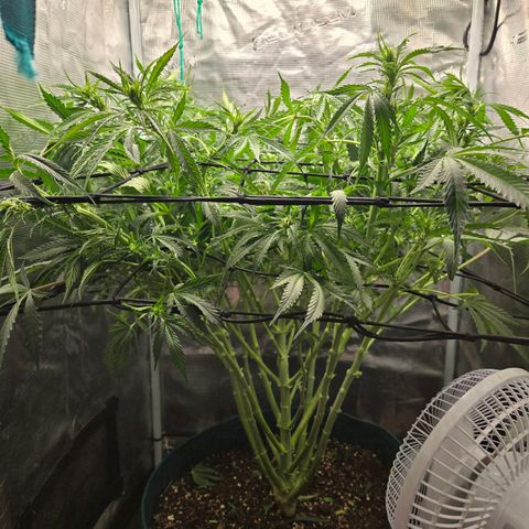 Super Lemon Haze Auto growlog timeline photo