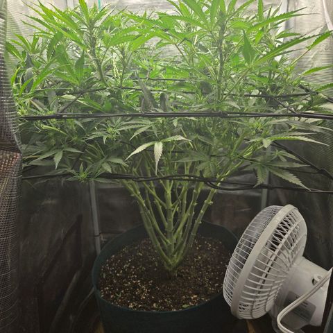 Super Lemon Haze Auto growlog timeline photo