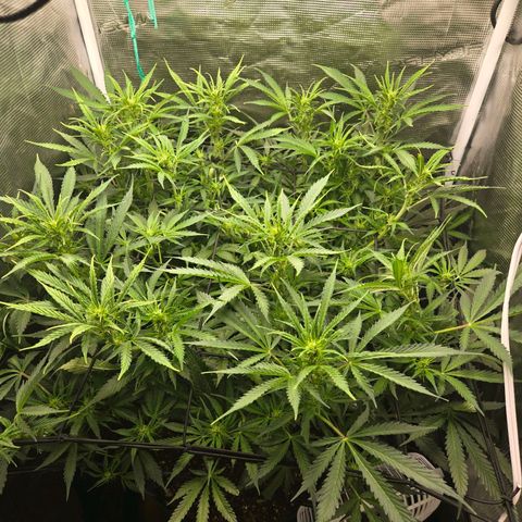 Super Lemon Haze Auto growlog timeline photo