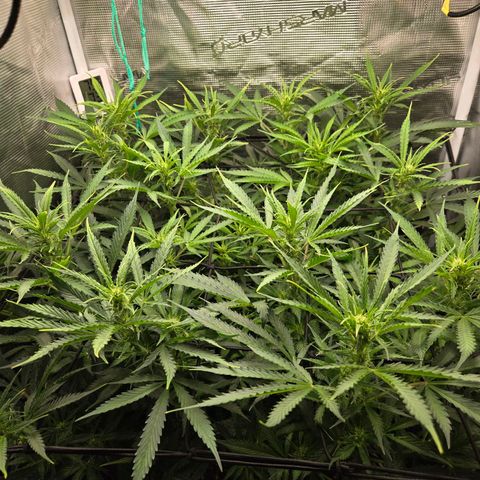 Super Lemon Haze Auto growlog timeline photo