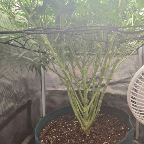 Super Lemon Haze Auto growlog timeline photo