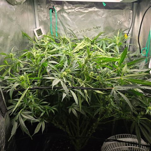 Super Lemon Haze Auto growlog timeline photo