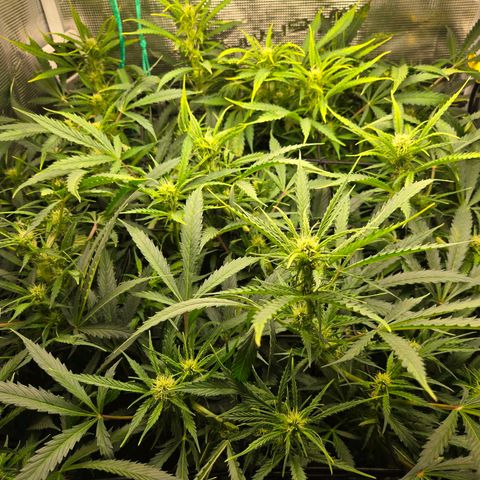 Super Lemon Haze Auto growlog timeline photo