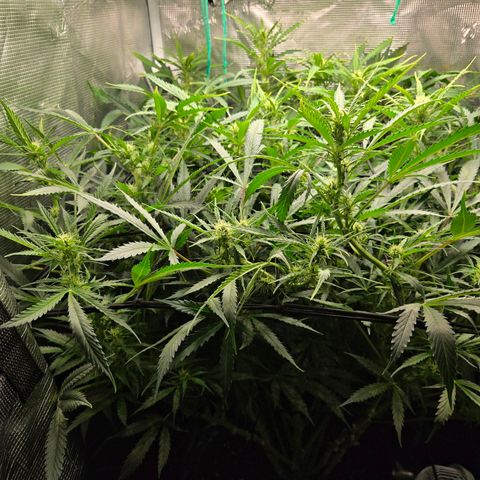 Super Lemon Haze Auto growlog timeline photo