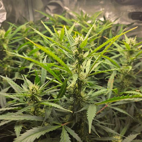 Super Lemon Haze Auto growlog timeline photo