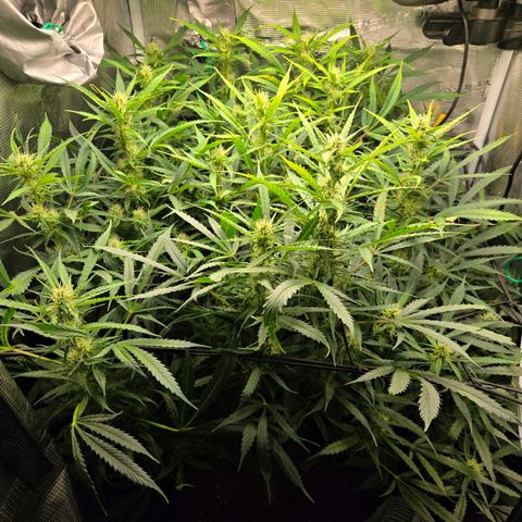 Super Lemon Haze Auto growlog timeline photo