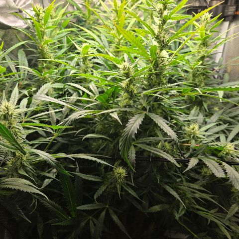 Super Lemon Haze Auto growlog timeline photo