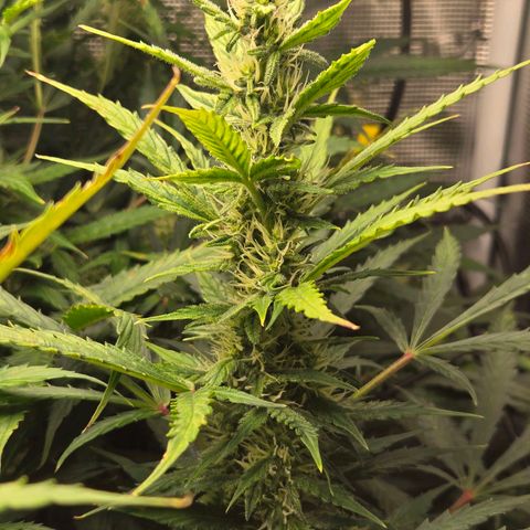 Super Lemon Haze Auto growlog timeline photo