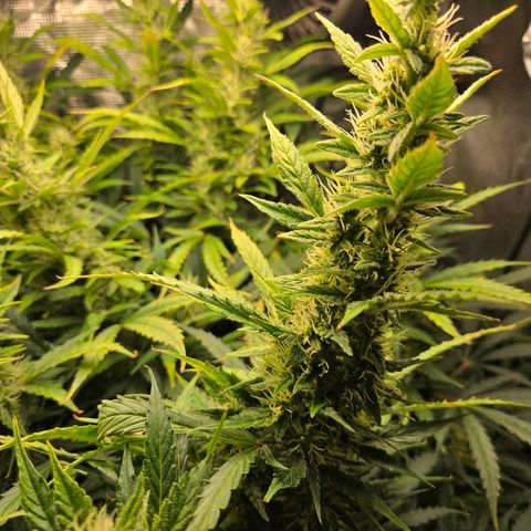 Super Lemon Haze Auto growlog timeline photo
