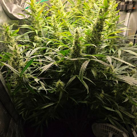 Super Lemon Haze Auto growlog timeline photo