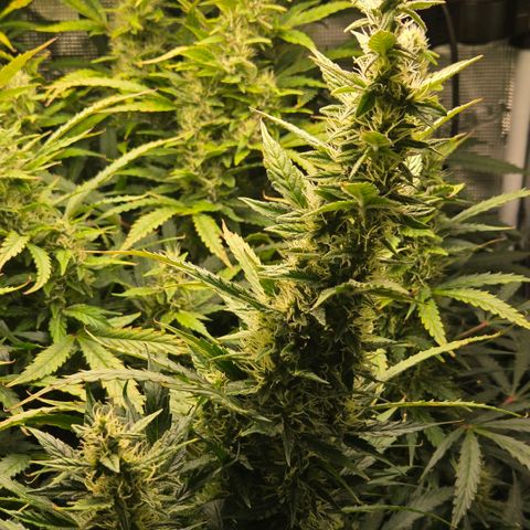 Super Lemon Haze Auto growlog timeline photo