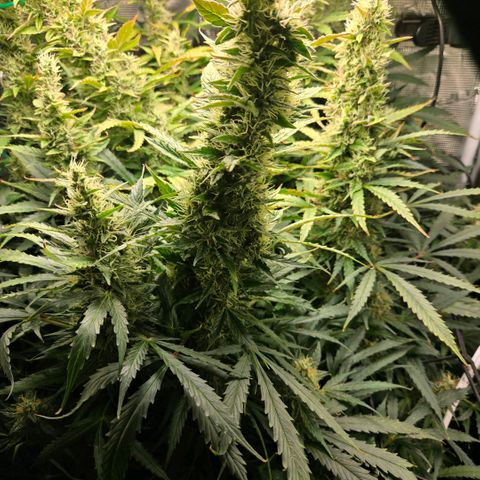 Super Lemon Haze Auto growlog photo: Just watering when needed now...