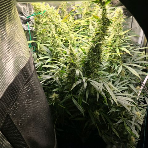 Super Lemon Haze Auto growlog photo: Just watering when needed now...