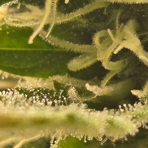 Super Lemon Haze Auto growlog timeline photo