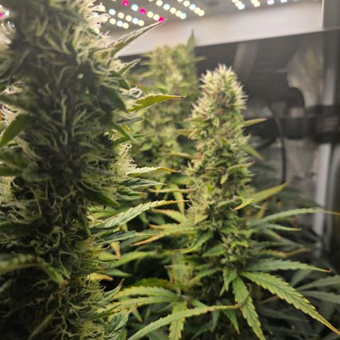 Super Lemon Haze Auto growlog timeline photo