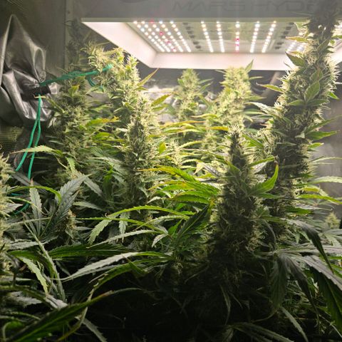 Super Lemon Haze Auto growlog timeline photo