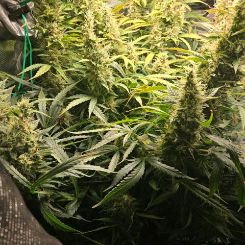 Super Lemon Haze Auto growlog timeline photo
