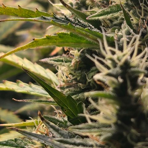Super Lemon Haze Auto growlog timeline photo