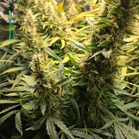 Super Lemon Haze Auto growlog timeline photo