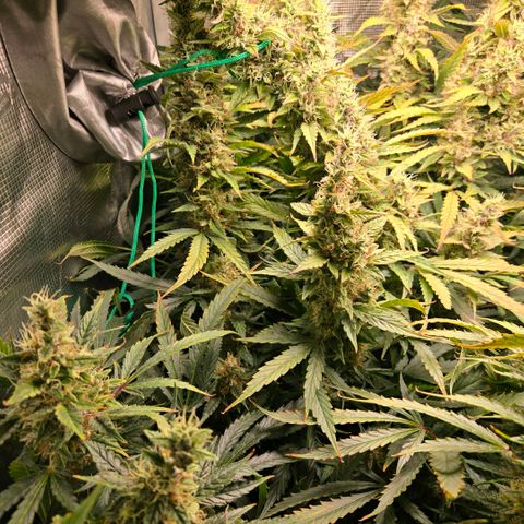 Super Lemon Haze Auto growlog timeline photo