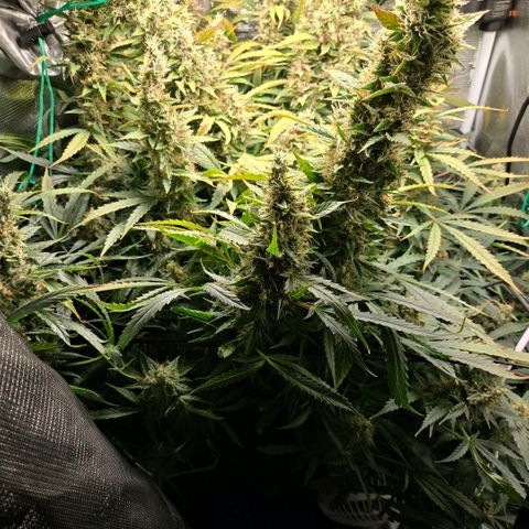 Super Lemon Haze Auto growlog timeline photo