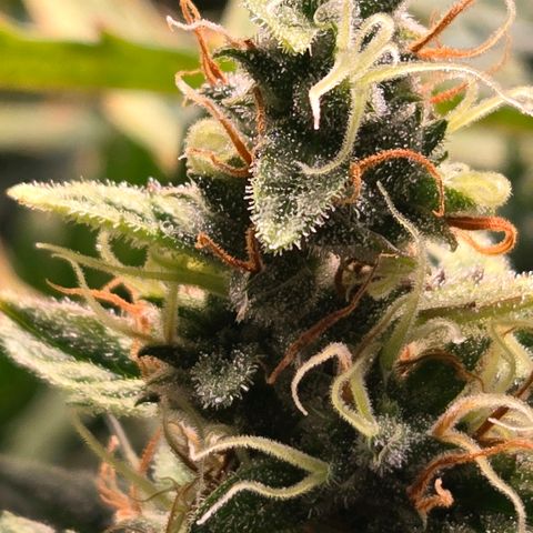 Super Lemon Haze Auto growlog timeline photo