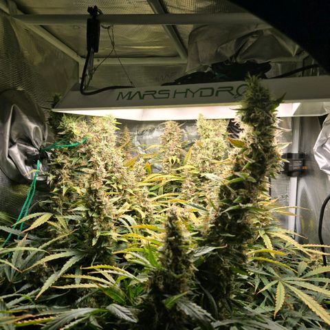 Super Lemon Haze Auto growlog timeline photo