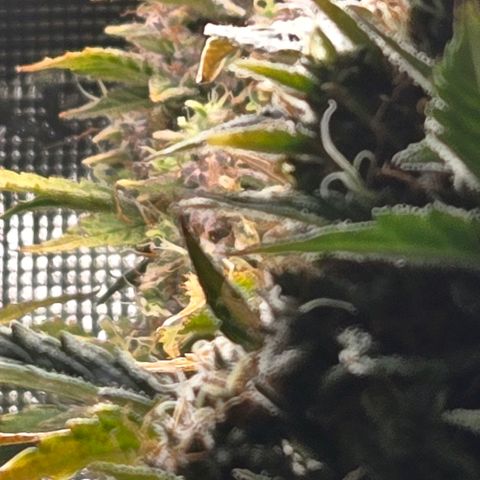 Super Lemon Haze Auto growlog timeline photo