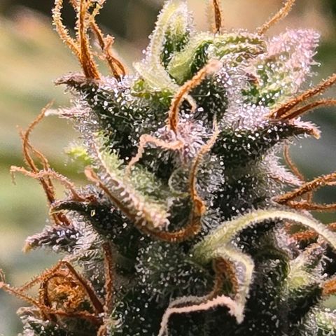 Super Lemon Haze Auto growlog timeline photo
