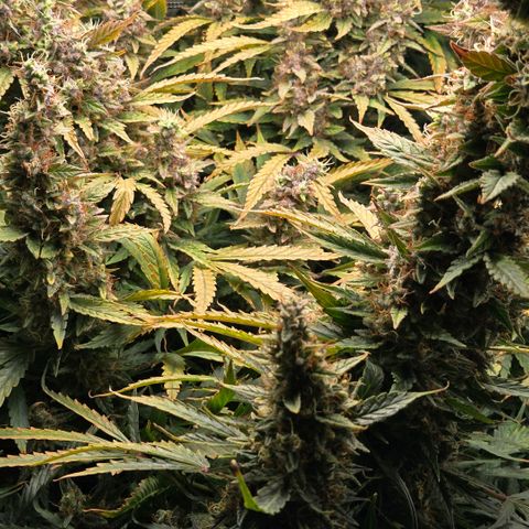 Super Lemon Haze Auto growlog timeline photo