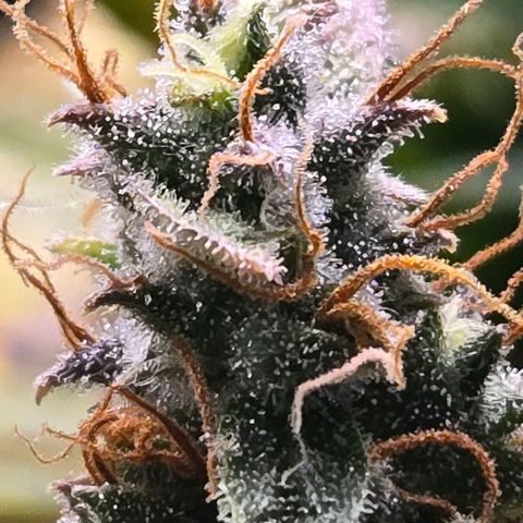 Super Lemon Haze Auto growlog timeline photo