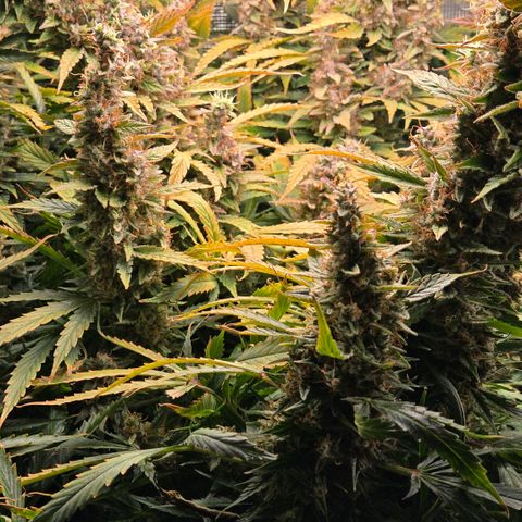 Super Lemon Haze Auto growlog timeline photo