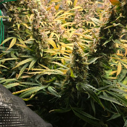 Super Lemon Haze Auto growlog timeline photo
