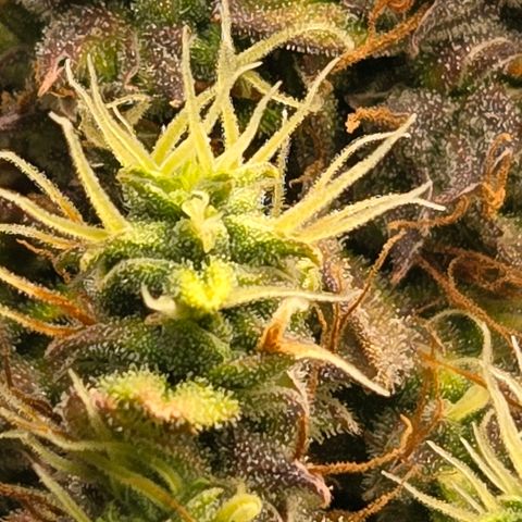 Super Lemon Haze Auto growlog timeline photo