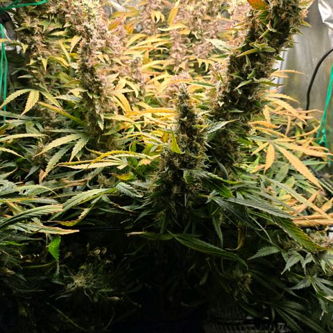 Super Lemon Haze Auto growlog photo: Clear and milky terms still no amber... getting there
