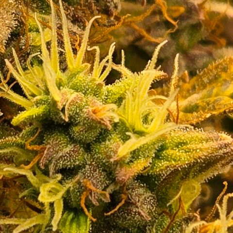 Super Lemon Haze Auto growlog photo: Clear and milky terms still no amber... getting there