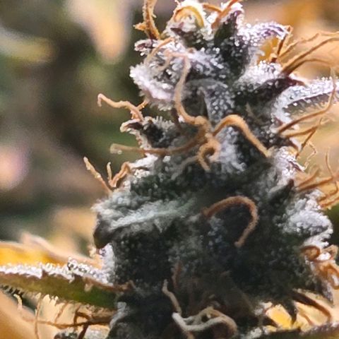 Super Lemon Haze Auto growlog photo: Very milky terms.  Within a week of harvest?