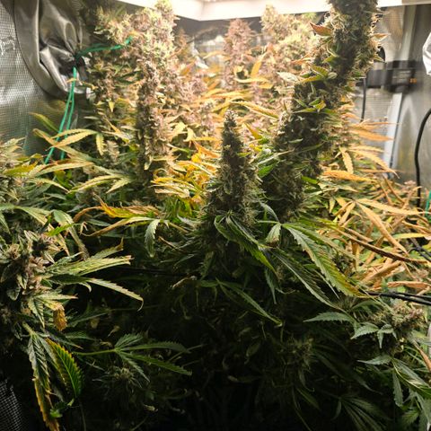 Super Lemon Haze Auto growlog photo: Very milky terms.  Within a week of harvest?
