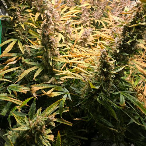 Super Lemon Haze Auto growlog timeline photo