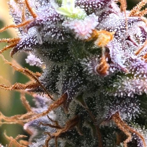 Super Lemon Haze Auto growlog timeline photo