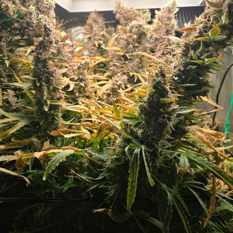 Super Lemon Haze Auto growlog timeline photo