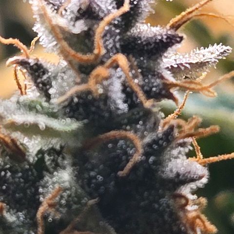 Super Lemon Haze Auto growlog timeline photo
